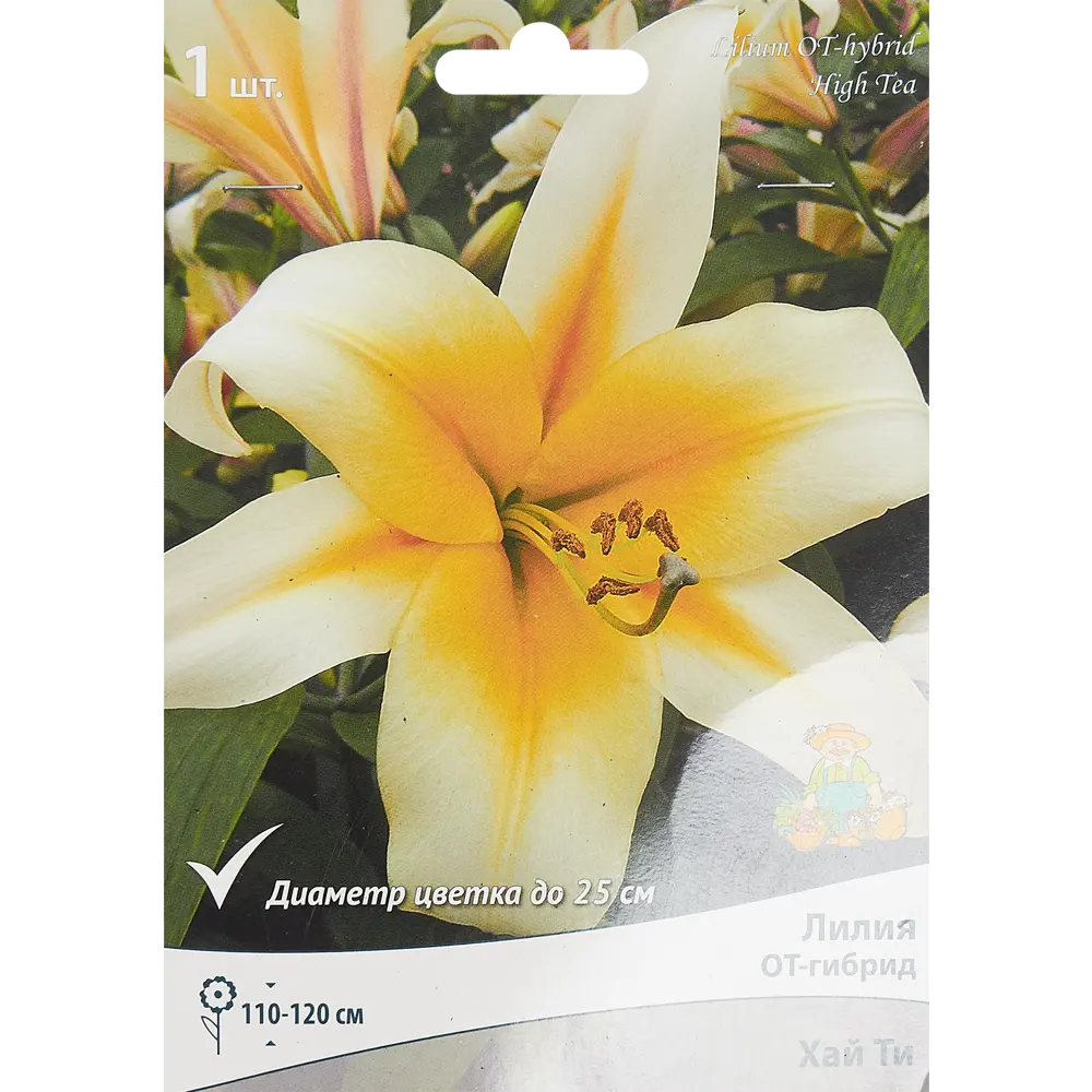 Лилия От-гибрид Хай Ти 85186037 STLM-2140667 ПОИСК 