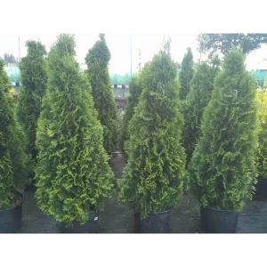 Туя западная «Холмструп» 22x60 см 82625390 STLM-2109222