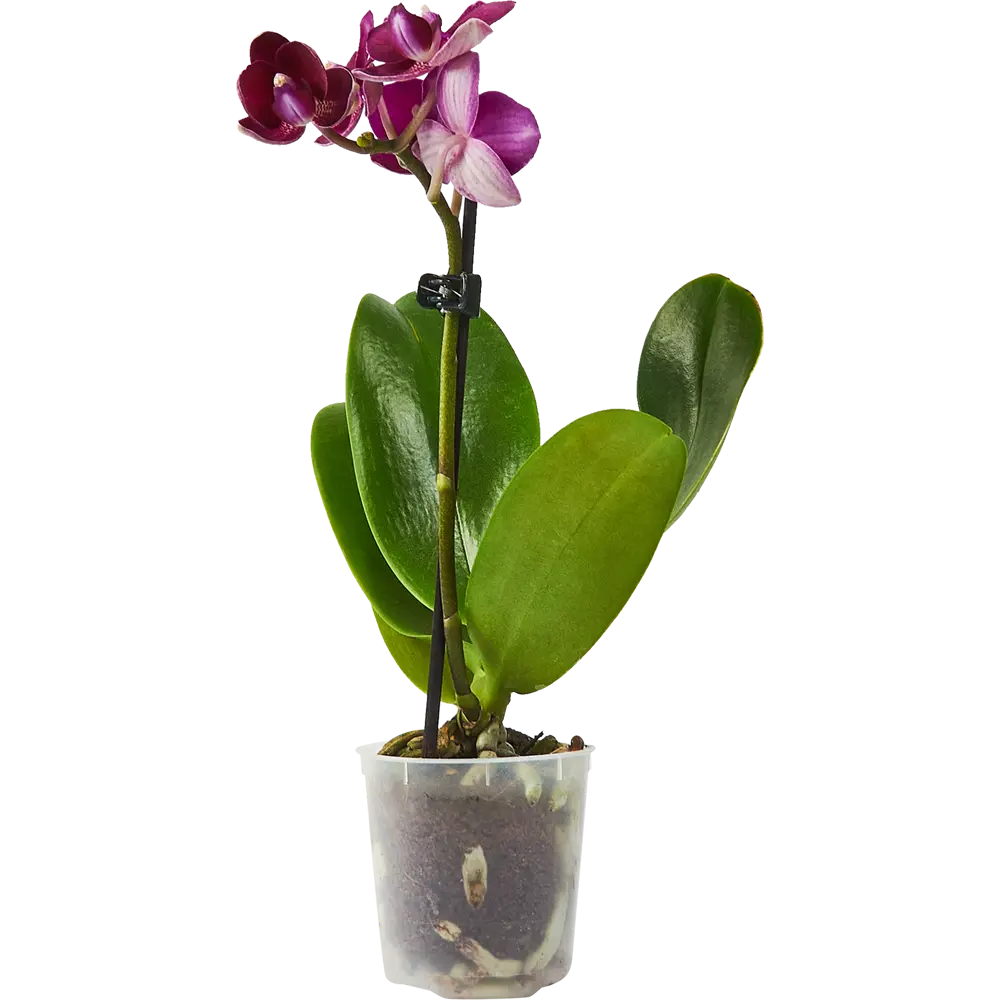 Santreyd Орхидея Фаленопсис мини - цветущее совершенство в вашем интерьере 85324971 STLM-0953531
