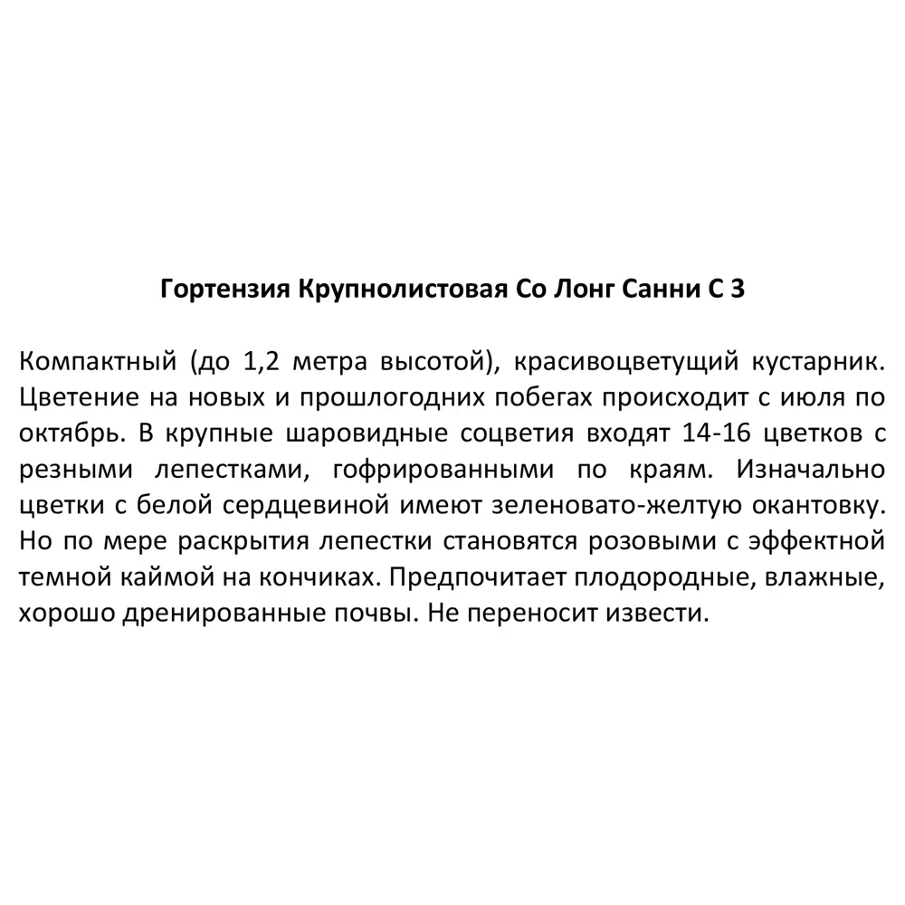 Гортензия крупнолистовая Со лонг Санни ø14 h100 см 85324876 STLM-2129432 Santreyd  - Вид №3
