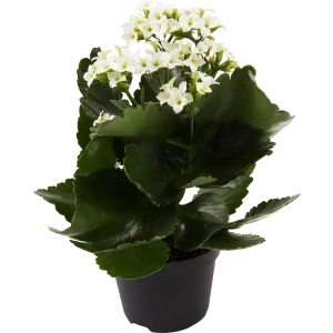 Каланхое блосфельдиана микс 11x22 см 15163304 STLM-2168823