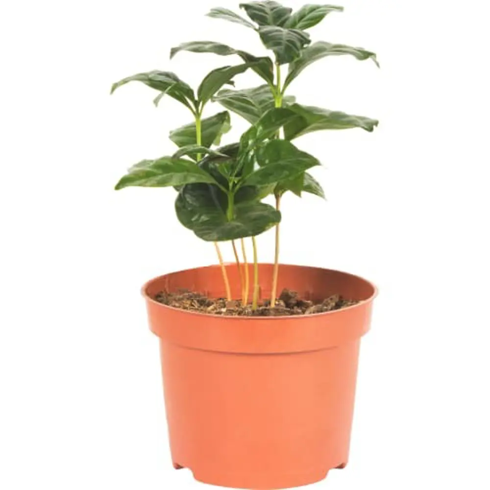 Кофе Арабика 12x30 см 82383206 STLM-2092883 Santreyd 