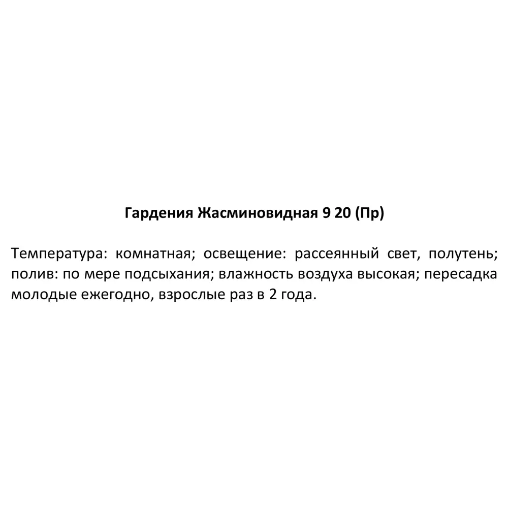 Гардения жасминовидная Santreyd - комнатное растение с ароматом жасмина 86750234 STLM-0071274 - Вид №3