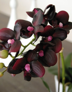 2610 490 a3 Пластиковая орхидея Phalaenopsis, горшечная, 33 см, real touch, красно-черная H-andreas