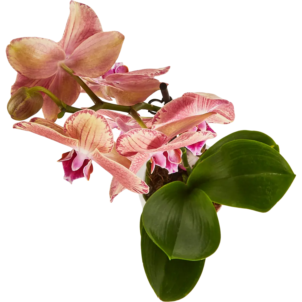 Santreyd Фаленопсис — изящная орхидея-бабочка для вашего интерьера 86749967 STLM-0071219 - Вид №4