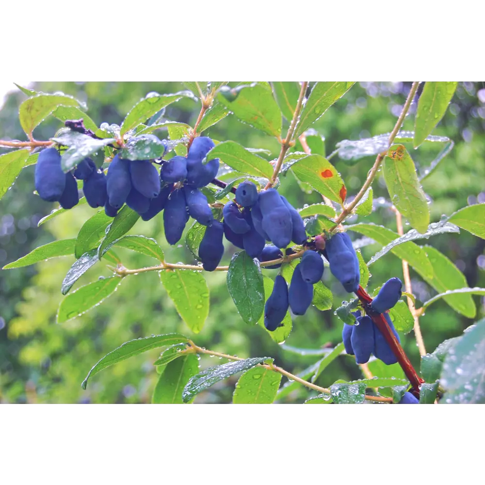 Жимолость Зимородок съедобная голубая h40 см 89421399 STLM-2094698 PLANTMARKET 