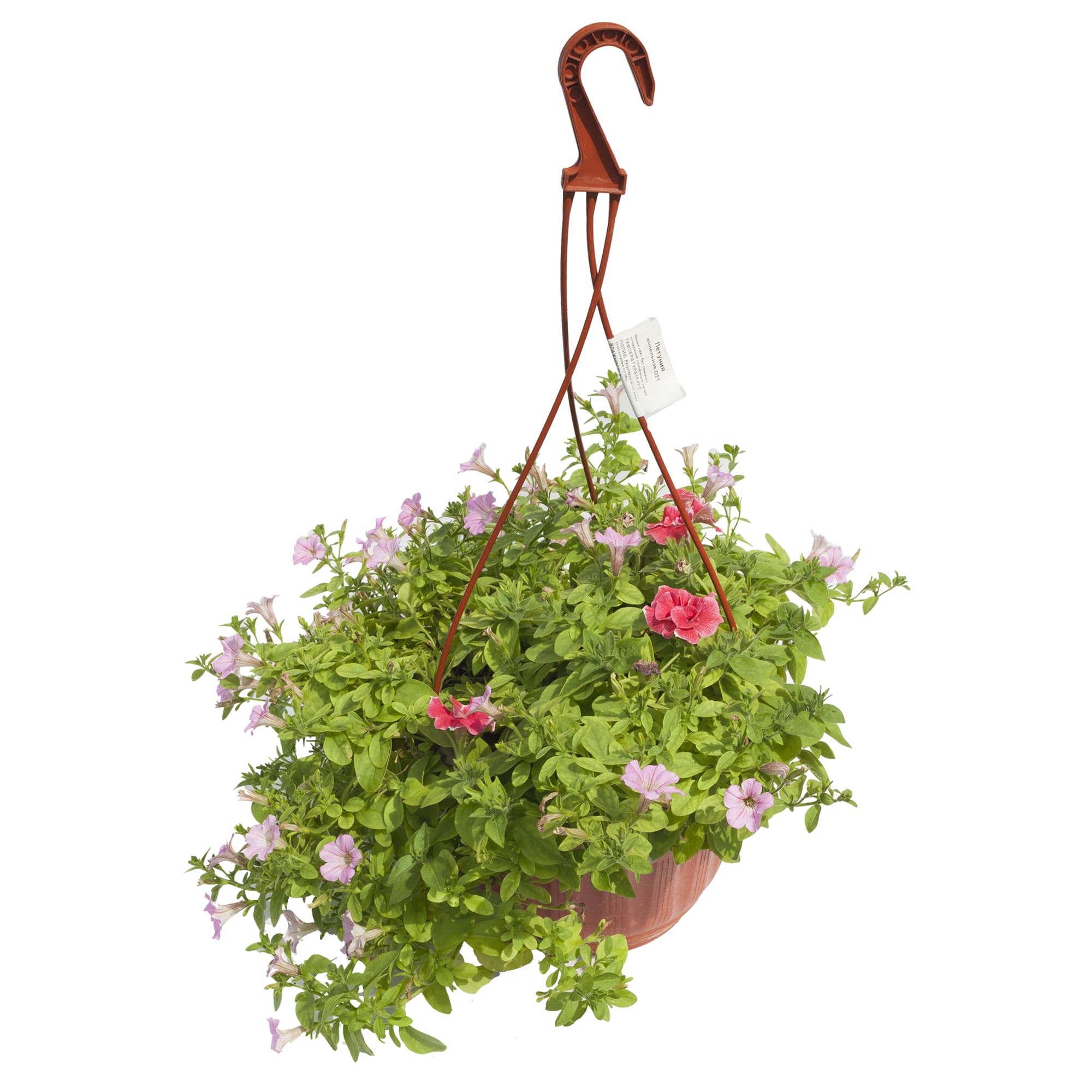 12710149 Рассада «Петуния Биг Тайм ампельная», 25x21 см Santreyd 