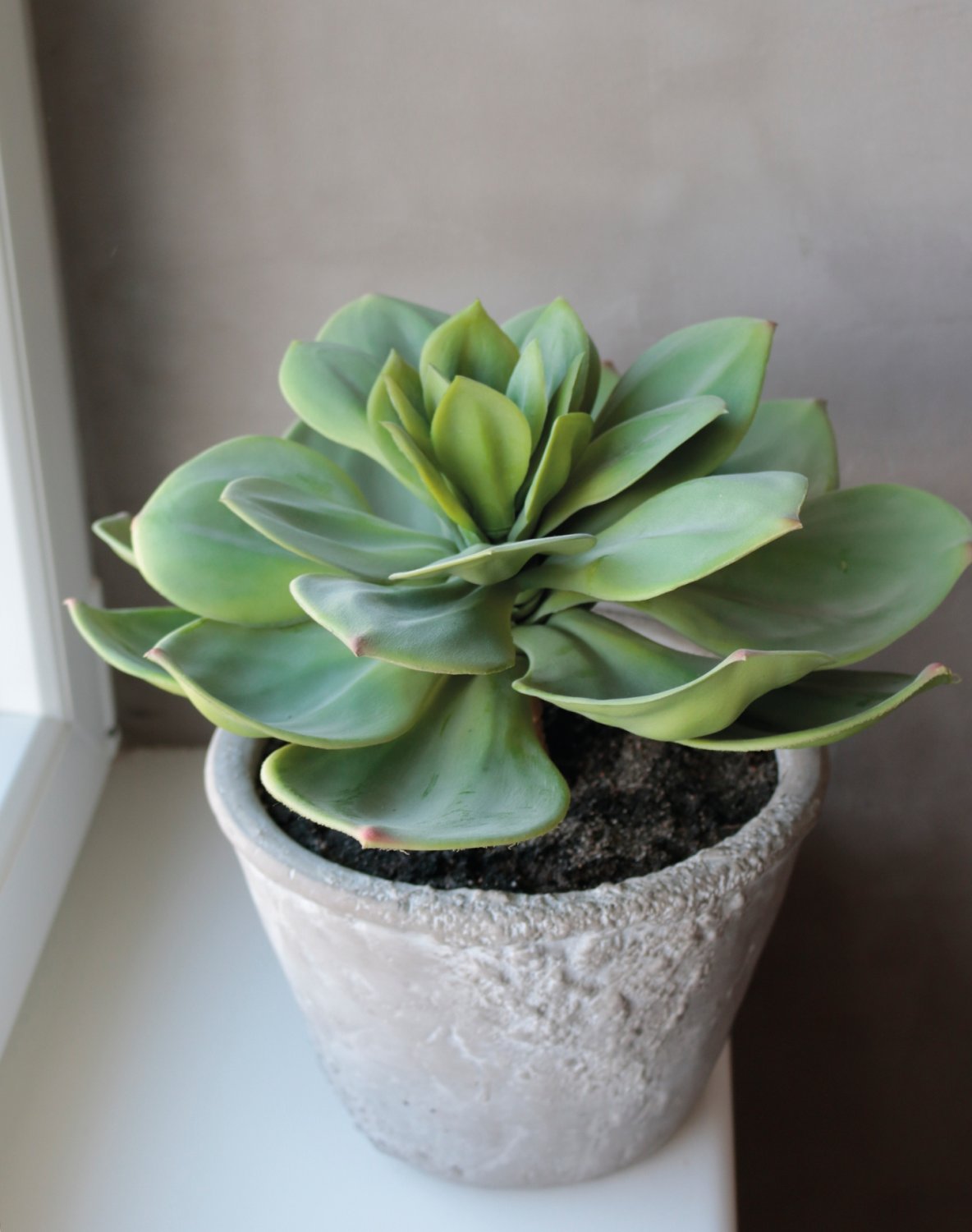 6401 883 a3 Искусственный суккулент, горшок, 33 см, зеленый H-andreas  - Вид №5