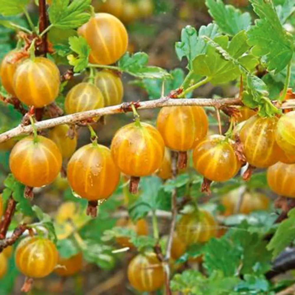 Крыжовник обыкновенный Русский желтый ø19 h35 см 87691164 STLM-2008729 PLANTMARKET 