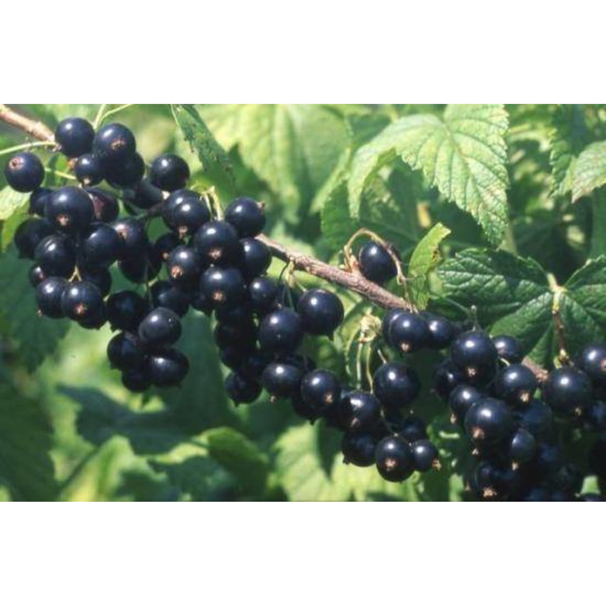 82597119 Смородина чёрная «Белорусская сладкая» C2 высота 40 см Santreyd  - Вид №2