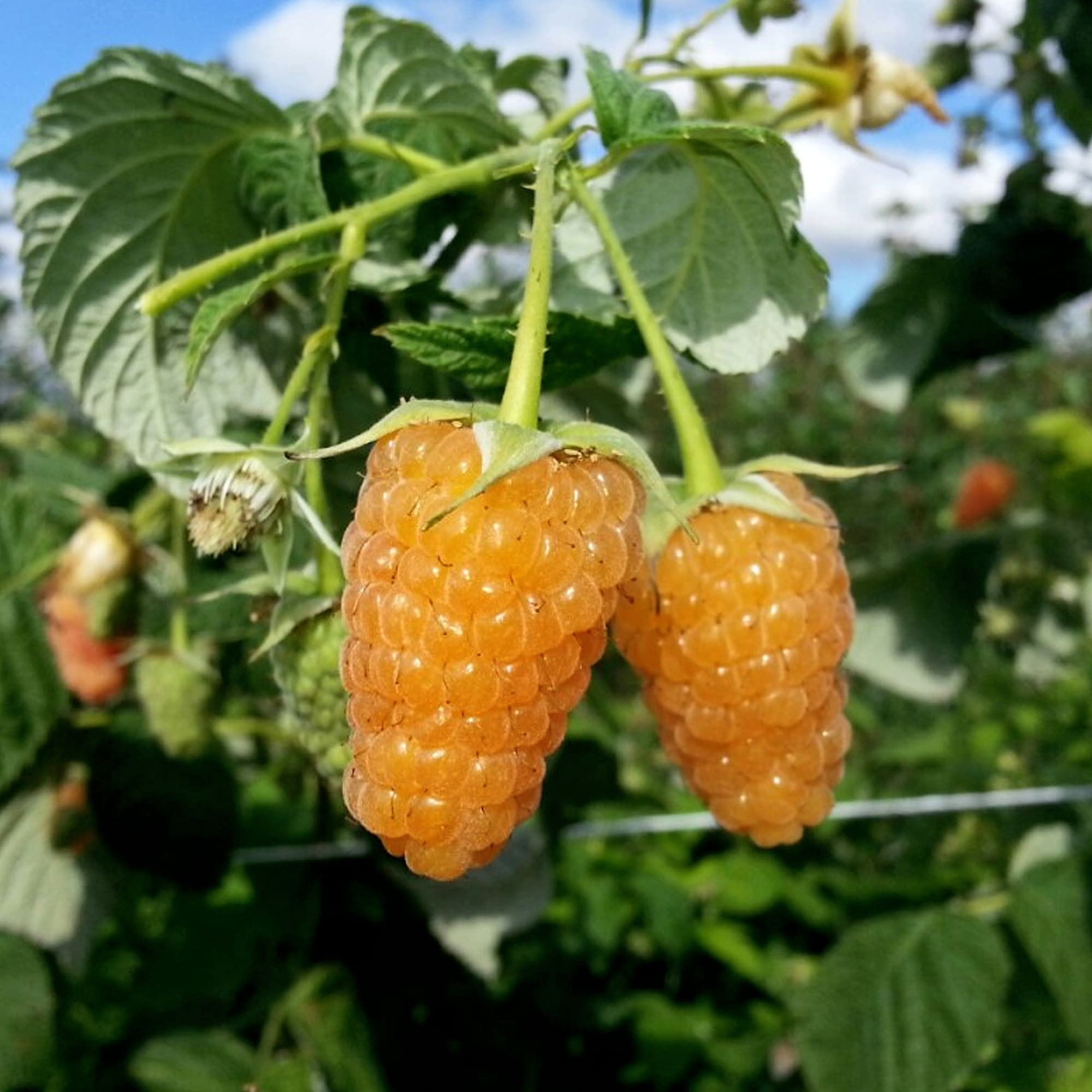 82237803 Малина «Оранжевое чудо» С2 40 см Santreyd  - Вид №2