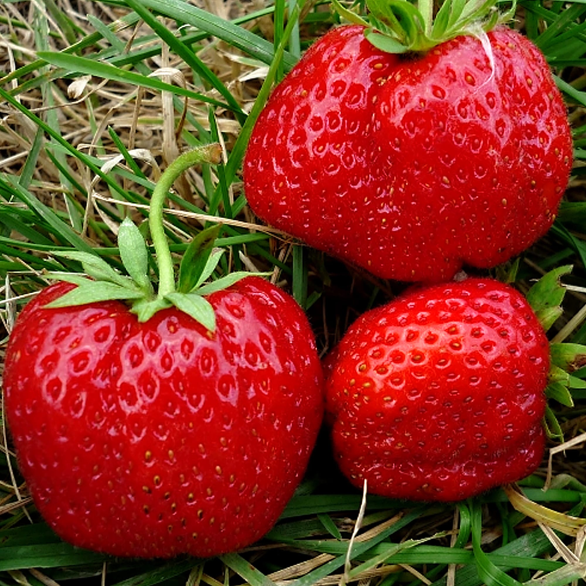 82596905 Земляника садовая «Юния Смайдс» C2 Santreyd 