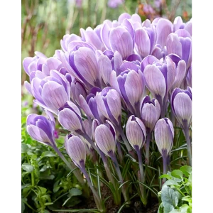 ПОИСК Крокус Страйпт Берд - луковицы с двухцветными цветами 89381274