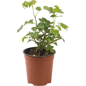 Роза парковая «Чиппендейл» 18.5x30 см 82585278 STLM-2033352