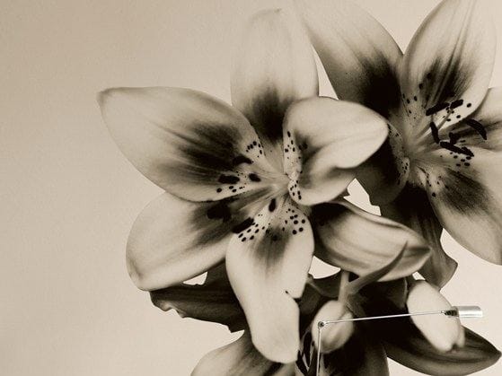 Обои с цветочными мотивами Wall&decò Современные обои 2010 ARCH-00145150