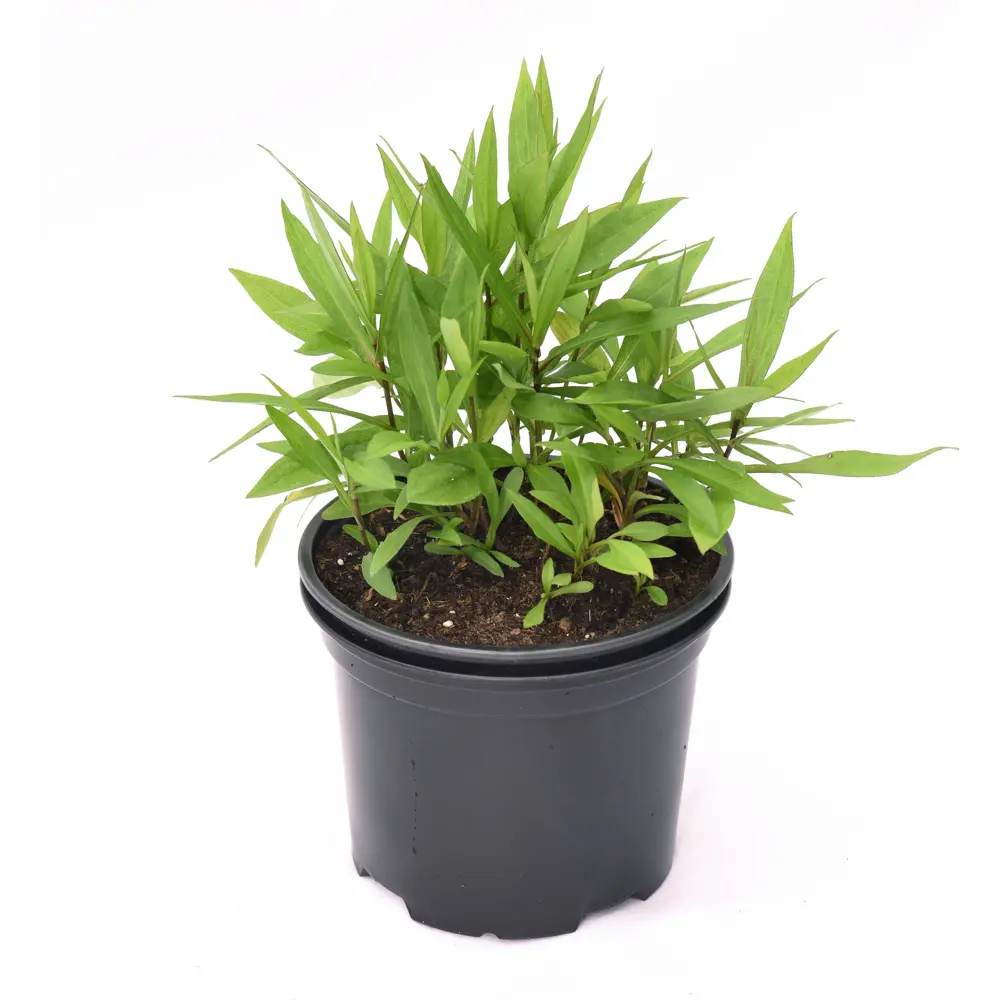 Santreyd Астра кустарниковая - осеннее украшение вашего сада 16572337 STLM-1342691