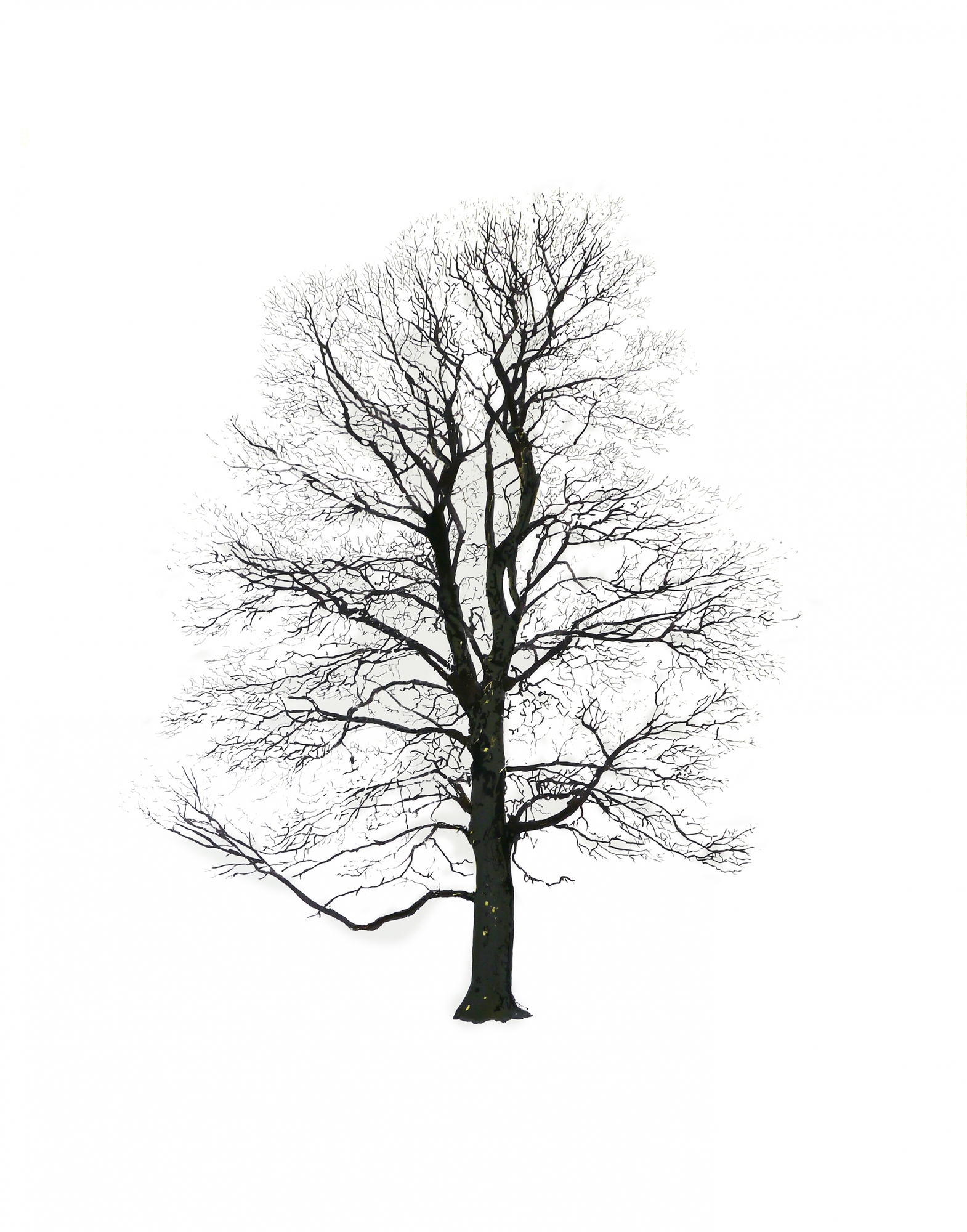 Дерево Magis sun-id-1329002 - Вид №2