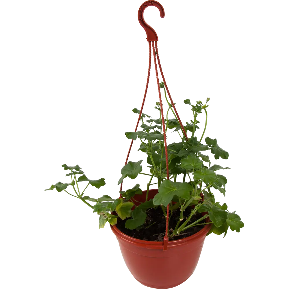 Santreyd Пеларгония в кашпо 21 см - пышное цветение для сада и балкона 82649997 STLM-0032836