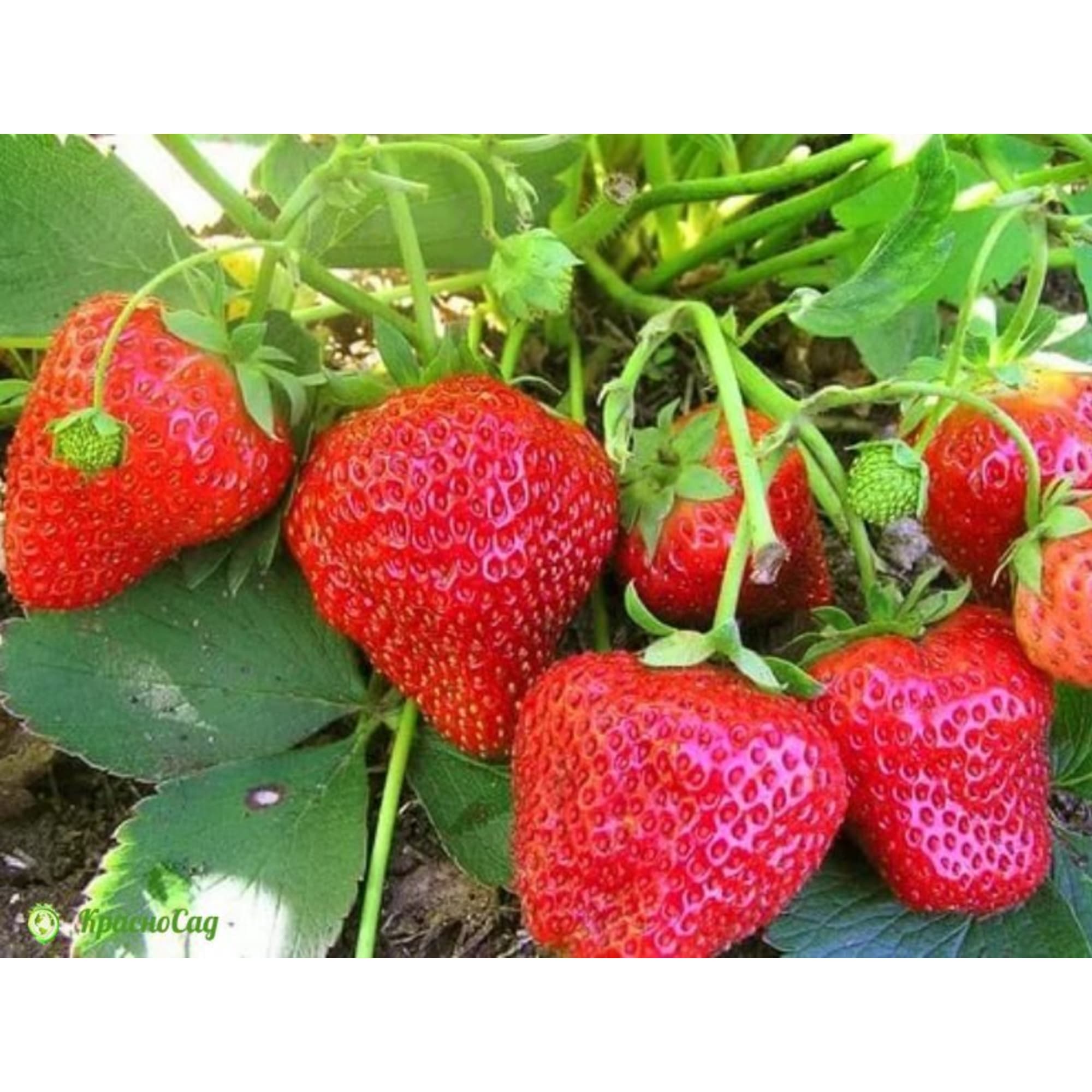 82596898 Земляника садовая «Елизавета-2» в кассете, 6 шт Santreyd  - Вид №2