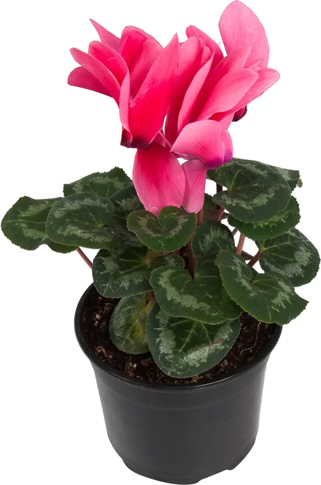 Цикламен Santreyd - цветущее совершенство в горшке ø12 см 83248149