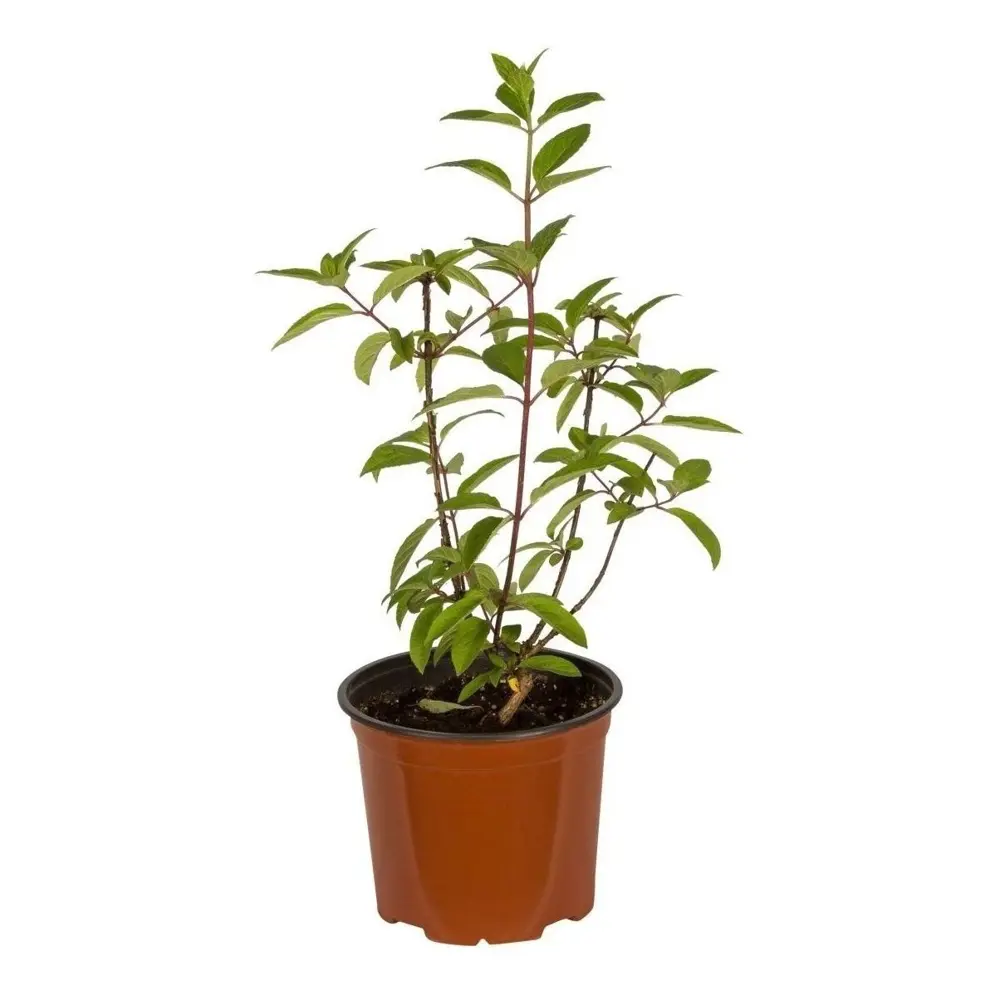Гортензия метельчатая Даймонд Руж ø19 h30 см 89465482 STLM-2176635 PLANTMARKET  - Вид №1