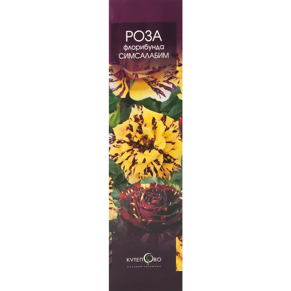 Роза Флорибунда «Сим Салабим» в коробке 82155320 STLM-2133724 Santreyd 