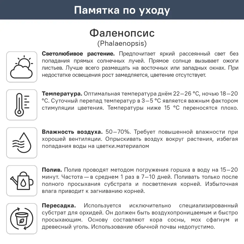 Фаленопсис микс ø12 h40-70 см Росток 84587319 STLM-2156655 Santreyd  - Вид №1