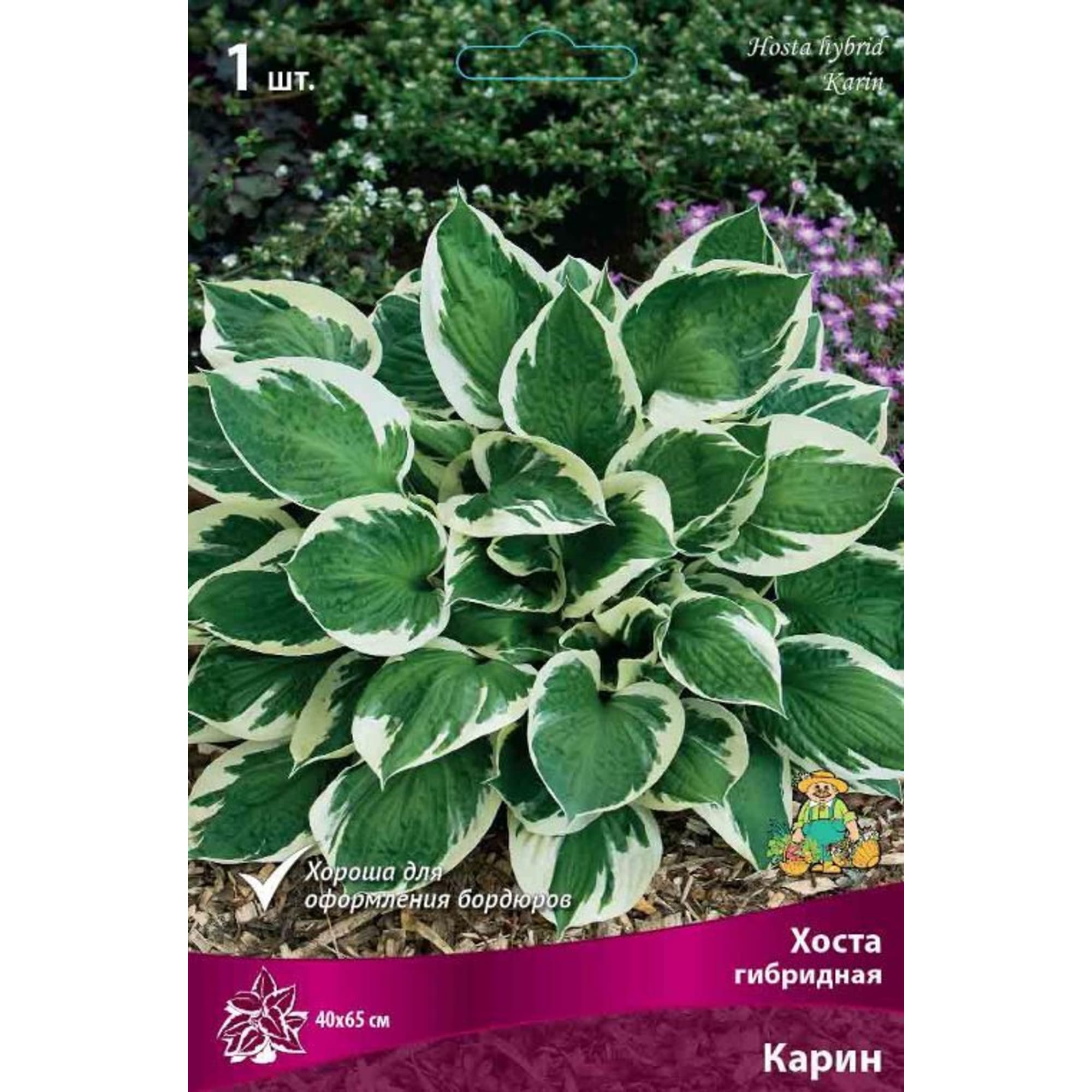 83598048 Хоста гибридная Карин луковица I Santreyd 