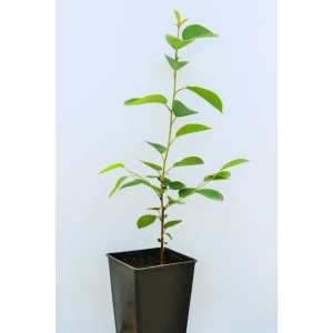 Вишня «Щедрая» 1 год 12.5x30-50 см 82610417 STLM-2012230