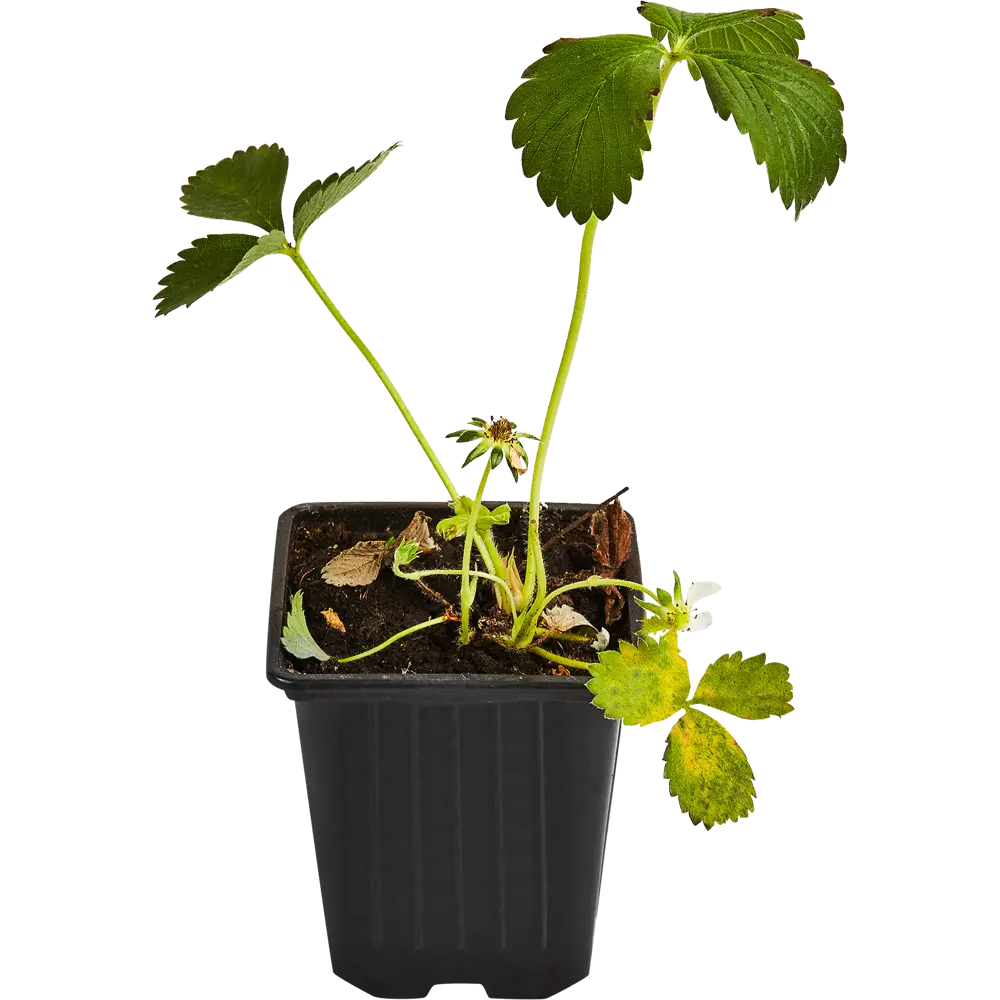 Земляника Верди от Santreyd — ранний сорт с ароматными ягодами 87767407 STLM-0961716