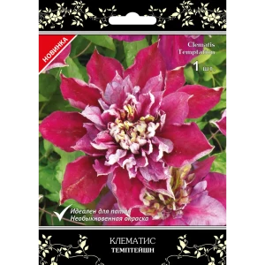 Клематис крупноцветковетковый Темптейшн в капере 82527459 STLM-2043778