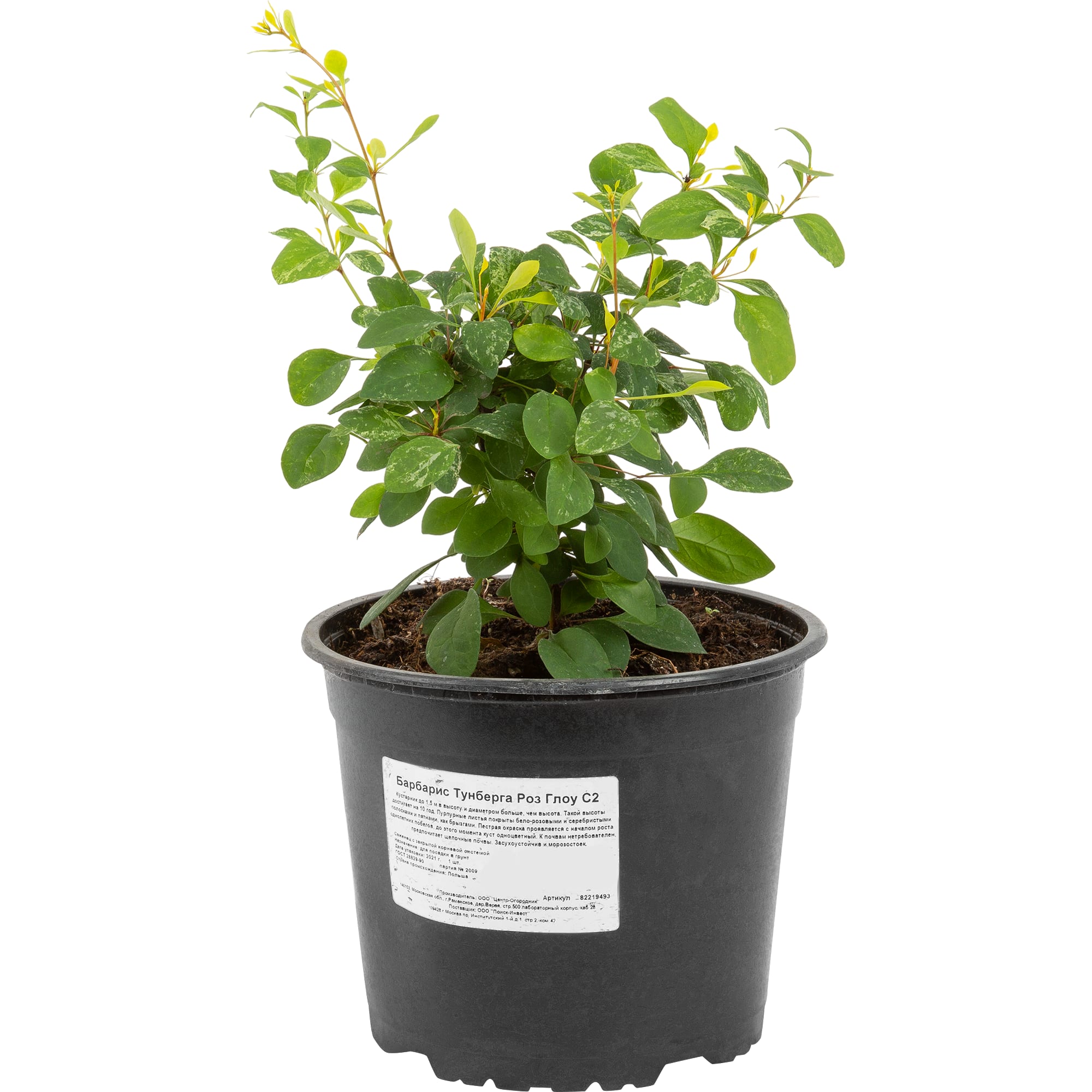 82219493 Барбарис Тунберга «Роз Глоу» 2 л h20 см Santreyd 