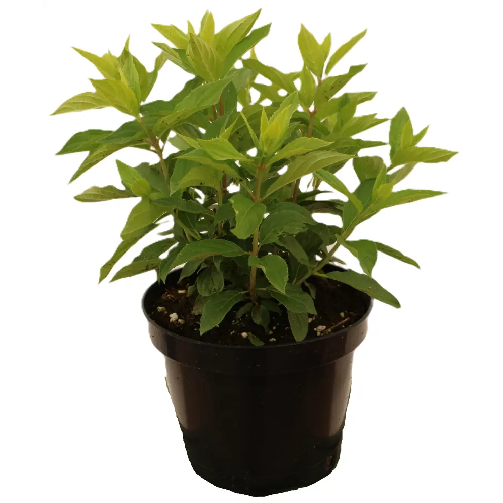 Гортензия метельчатая Конфетти — саженец с бело-розовыми соцветиями 89427985 Santreyd STLM-1583019 - Вид №1