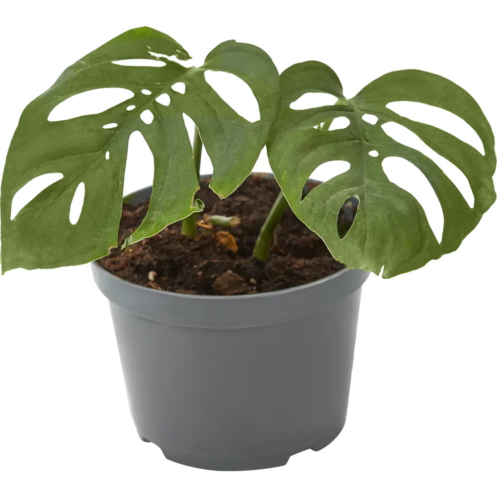 Монстера Адансони от Santreyd - тропическая лиана с ажурными листьями 82932714 STLM-0962055