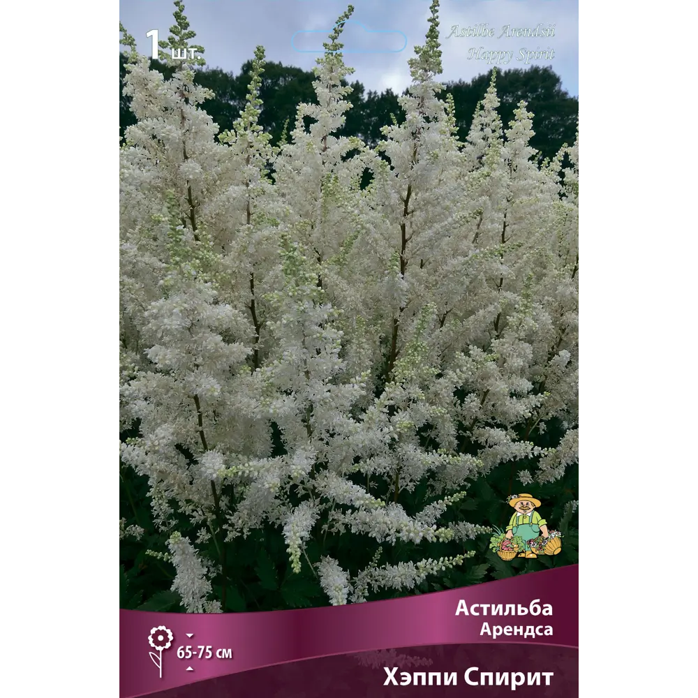 Астильба Арендса Хэппи Спирит 85205486 STLM-2133105 ПОИСК 