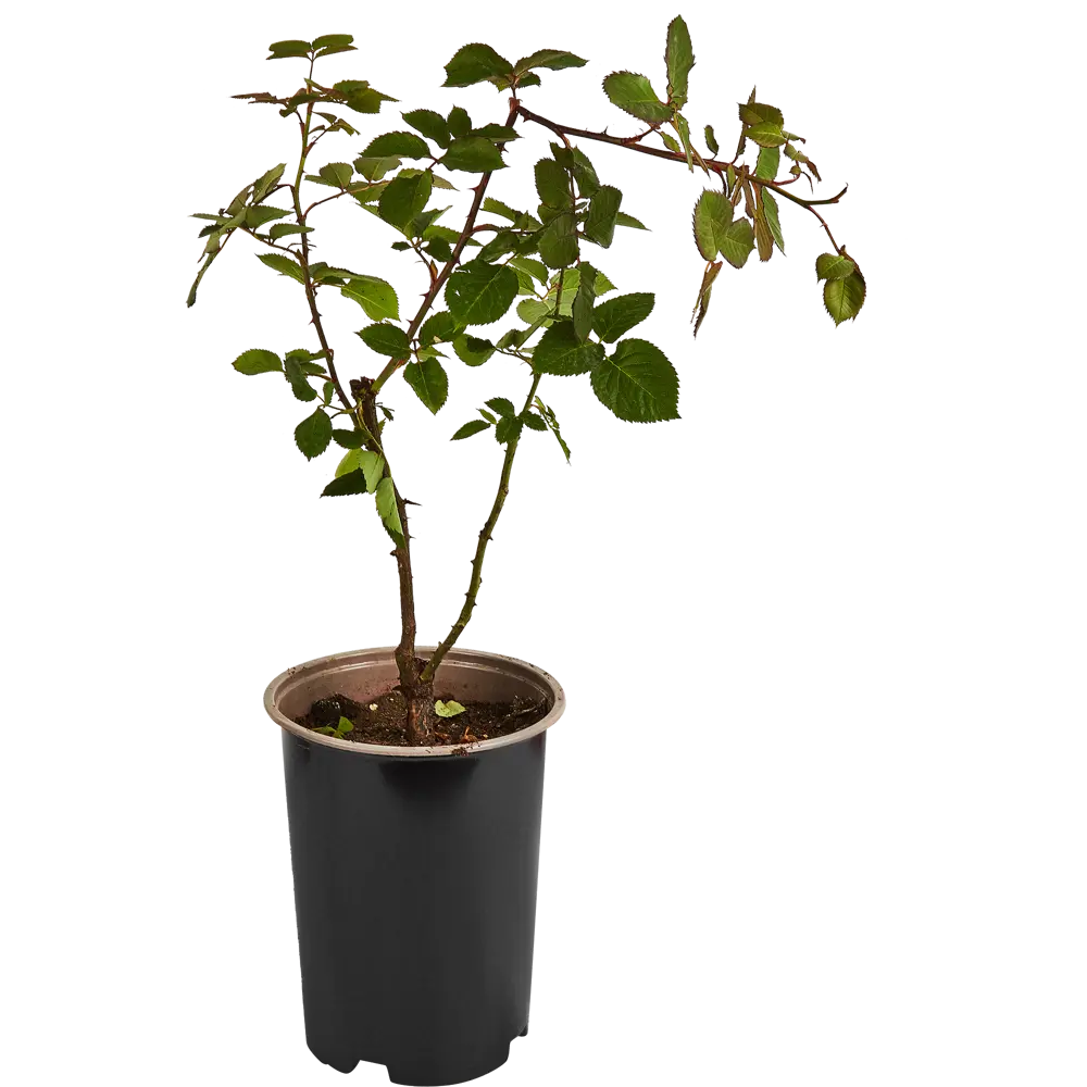Роза плетистая Лагуна ø19 h55 см 84827464 STLM-2075508 PLANTMARKET  - Вид №1