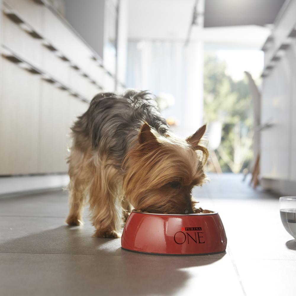 ПР0059693 Корм для собак для мелких пород, для активных, курица, рис сух. 1,5кг ONE  - Вид №5