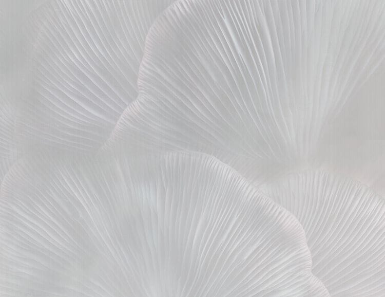 Нетканые обои Tecnografica Natural Shapes ARCH-00044355 - Вид №2