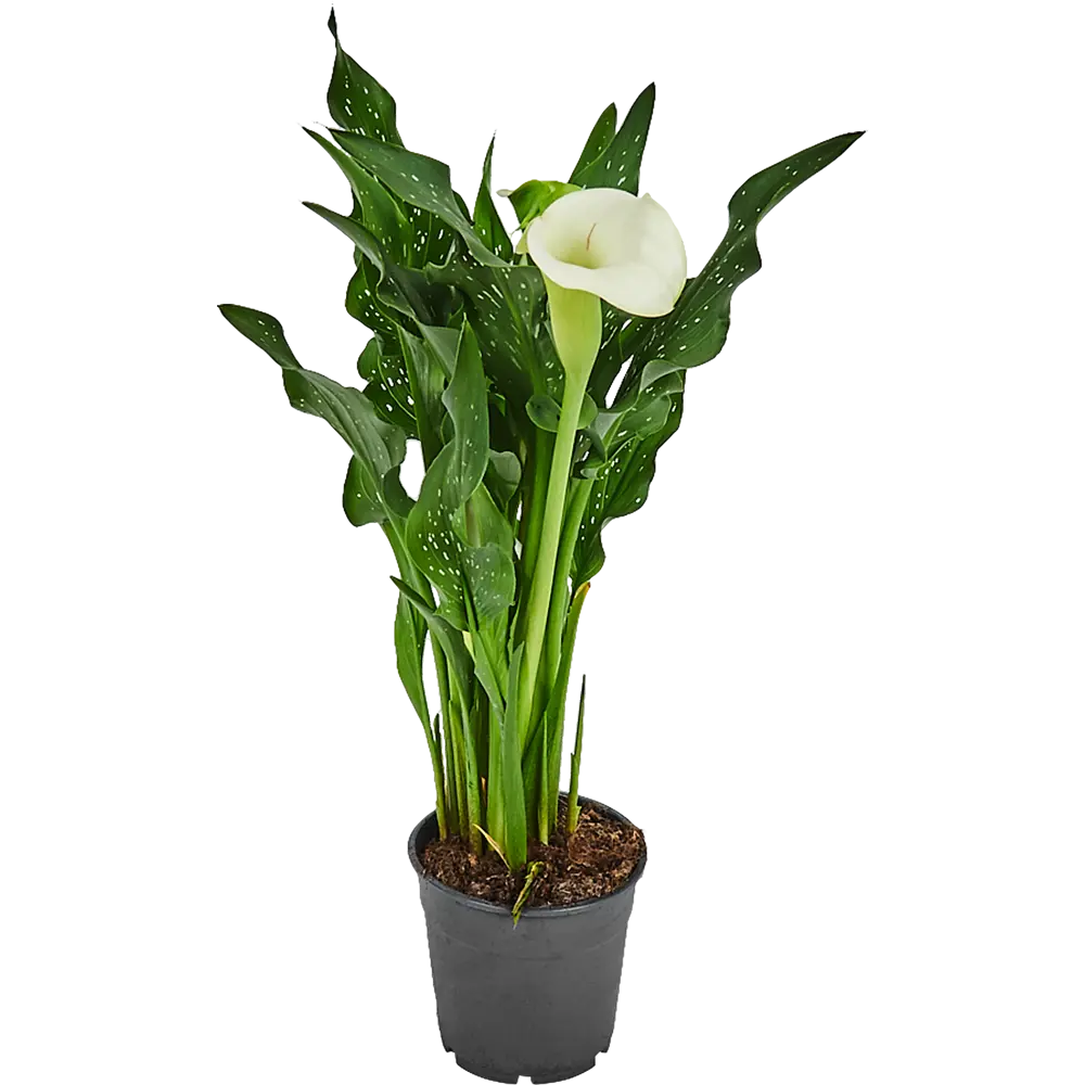 Зантедеския микс d12 h40 82579982 STLM-2133495 Santreyd 
