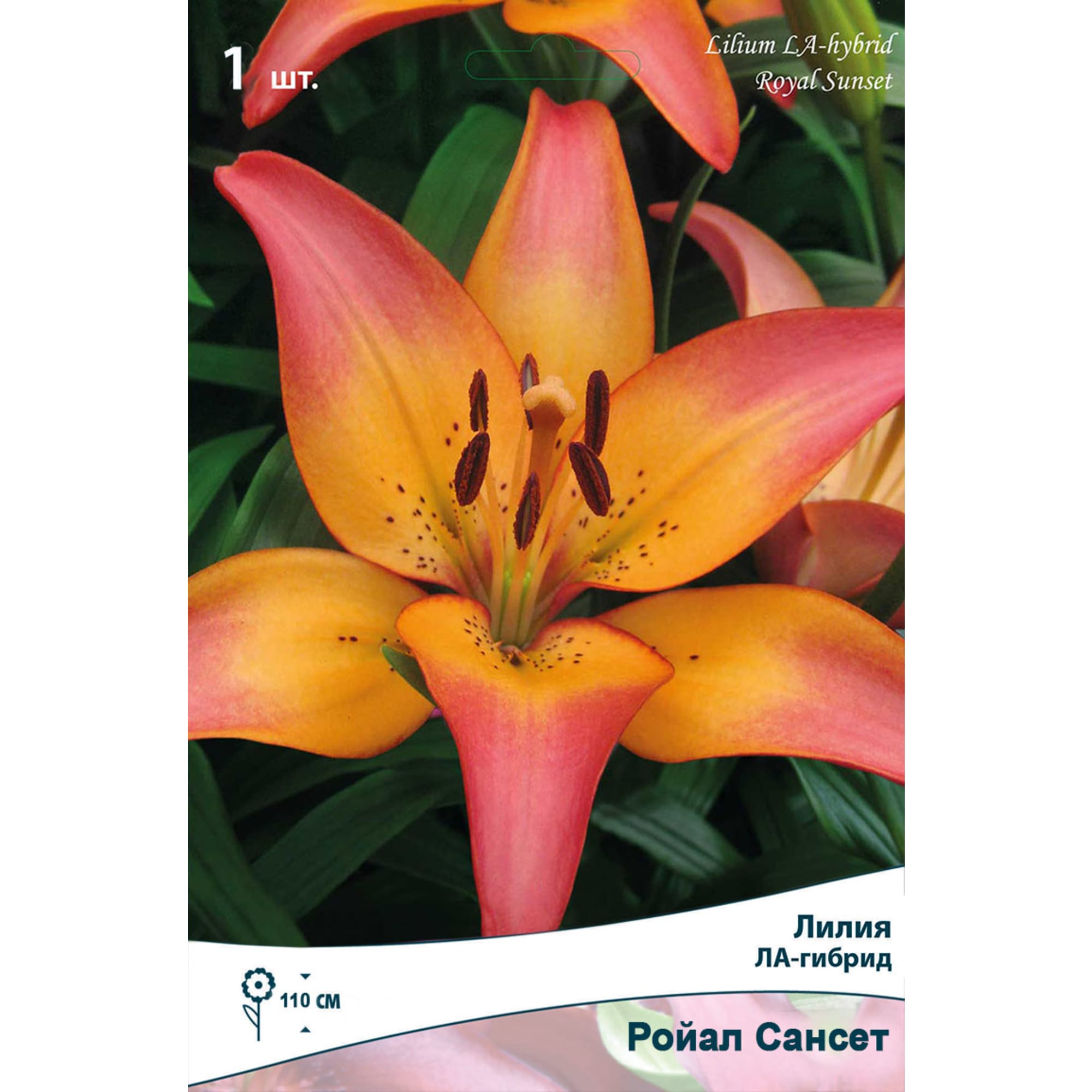 88294777 Лилия ЛА-гибрид Ройал сансет луковица 14/16 Santreyd 