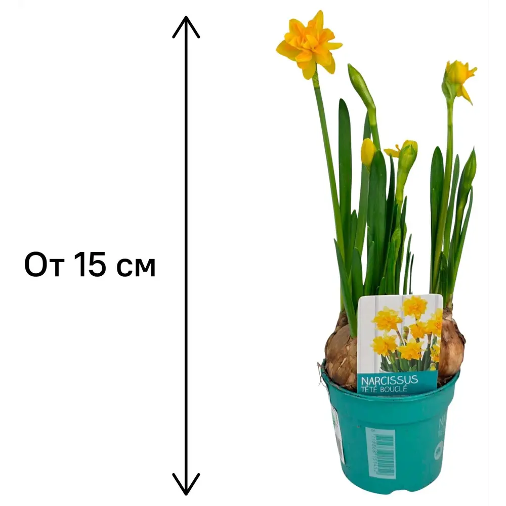 Луковичный микс ø9 h15 см 89453255 STLM-2129892 Santreyd  - Вид №3
