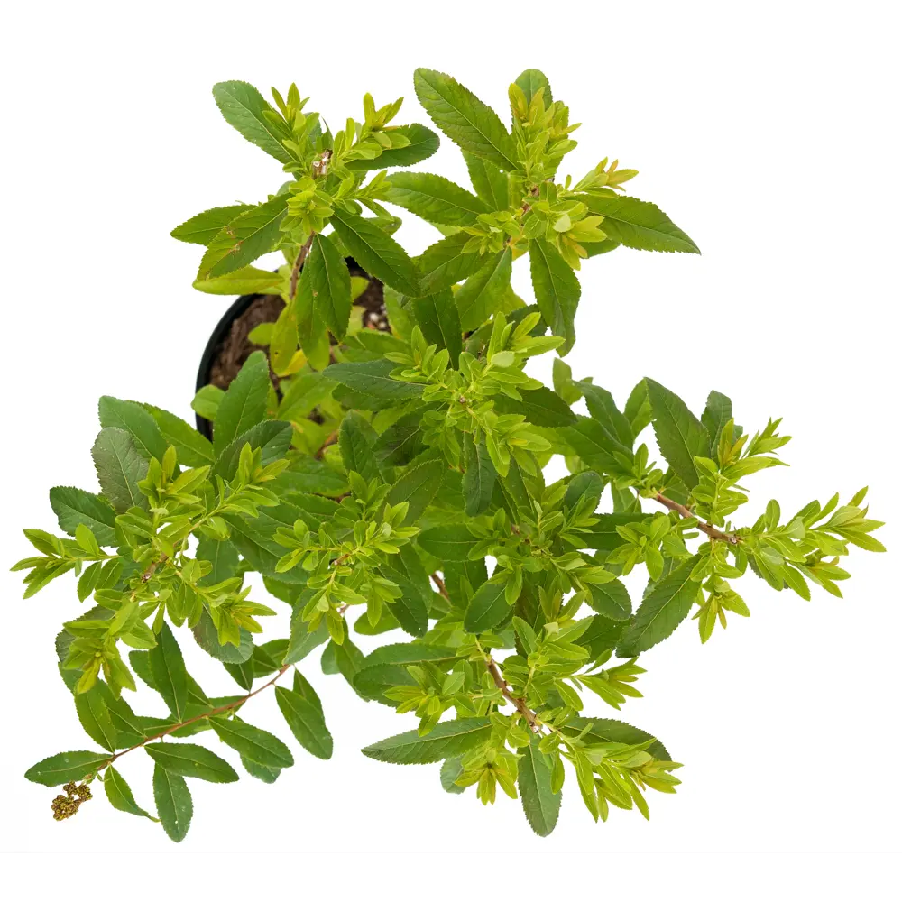 Спирея иволистная Alba от Santreyd — элегантный цветущий кустарник для сада 85292559 STLM-0965465 - Вид №1