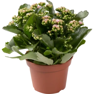Каланхое Каландива микс 15x25 см 82399680 STLM-2179803