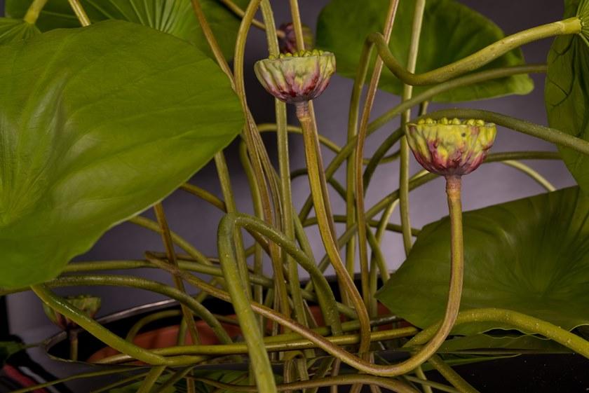 VGnewtrend Искусственное растение  1141485.60  - Вид №2