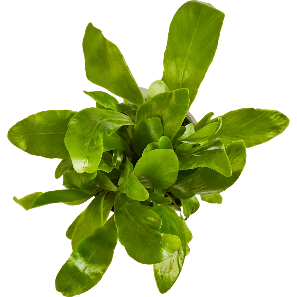 Santreyd Асплениум Нидус — элегантный папоротник для интерьера 89352935 STLM-1433616 - Вид №2