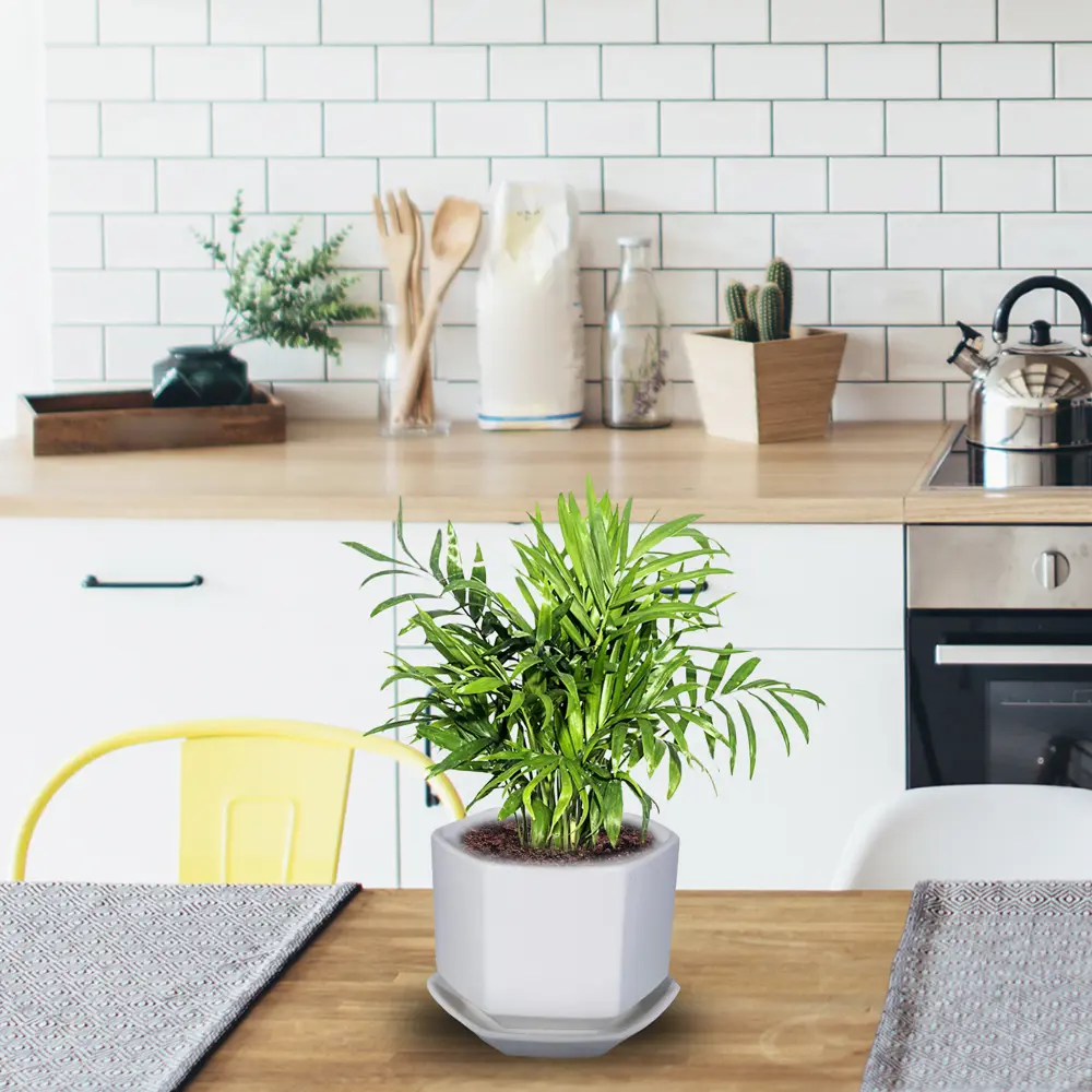 Хамедорея Бридбл от Santreyd — элегантная пальма для интерьера 14750371 STLM-0005090 - Вид №1