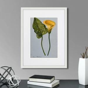 Литография на тонированной бумаге 42х32 см Yellow arum lily, 1899г. КАРТИНЫ В КВАРТИРУ  264519 Белый;коричневый;разноцветный