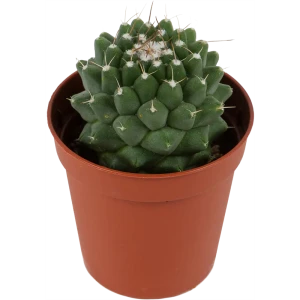 Кактус Mammillaria 5х14 см 11154320 STLM-2102821
