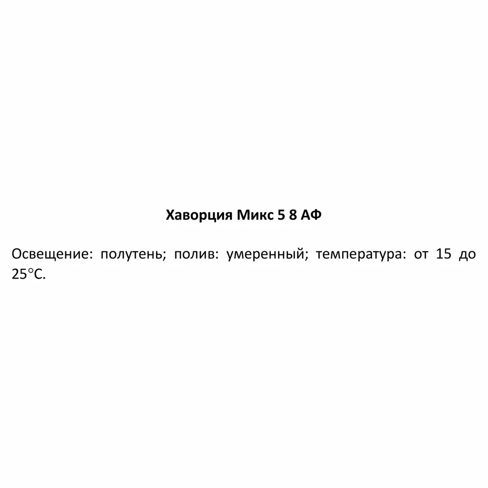 Santreyd Хаворция микс — суккулент для современного интерьера 85325019 STLM-0061569 - Вид №5