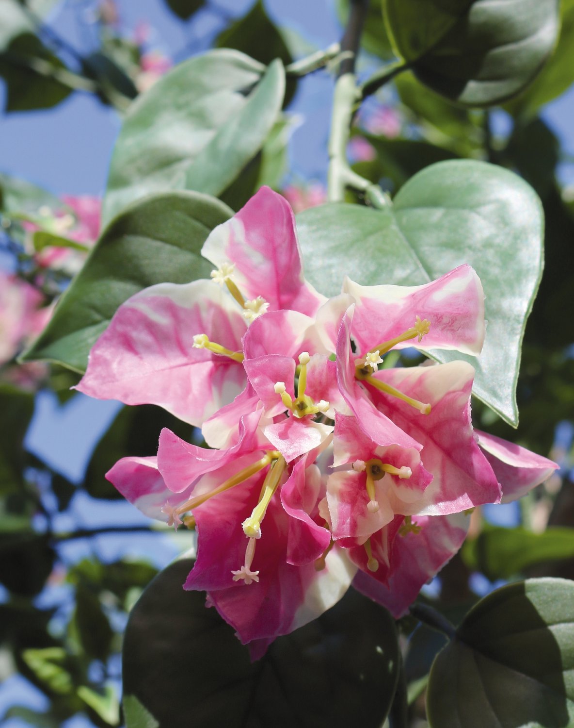 5000 805 a3 Искусственная бугенвиллия, 280 см, зелено-розовая H-andreas  - Вид №1